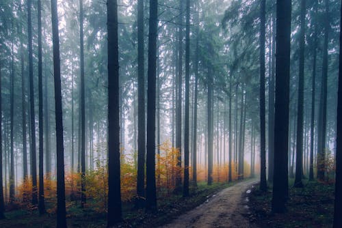 無料 日没時の森の木々 写真素材