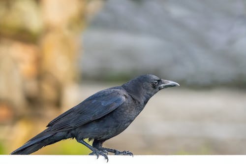 Foto profissional grátis de animais selvagens, corvo, gralha