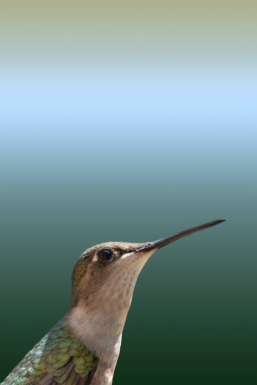 Darmowe zdjęcie z galerii z dzika przyroda, hd, koliber