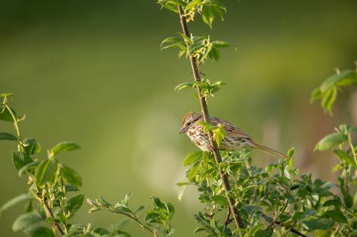 hd, nannapaneni, 노래하는 새의 무료 스톡 사진