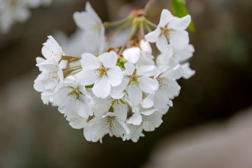 Foto profissional grátis de branco, crabapple, flores