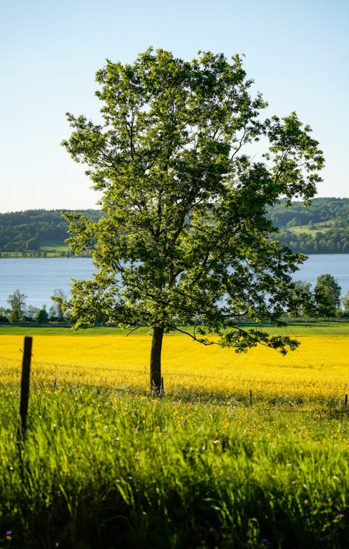 Foto profissional grátis de ao ar livre, área, árvore