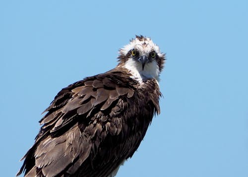 Foto profissional grátis de águia, águia-pescadora, animais selvagens