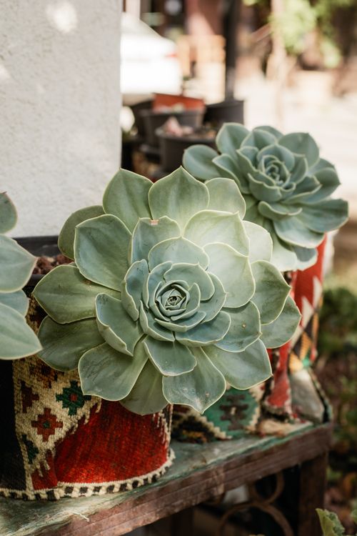 Free Indoor echeveria succulents in decorative pots on a rustic shelf. Stock Photo