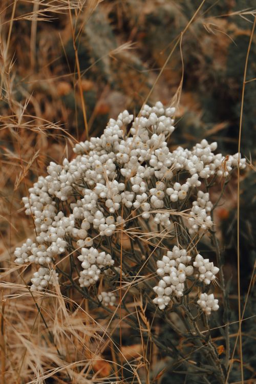 Free Beautiful cluster of white wildflowers among golden grasses in a natural outdoor setting. Stock Photo