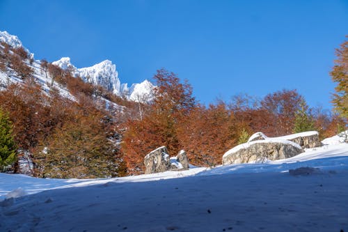 Darmowe zdjęcie z galerii z duże drzewa, duże opady śniegu, góry