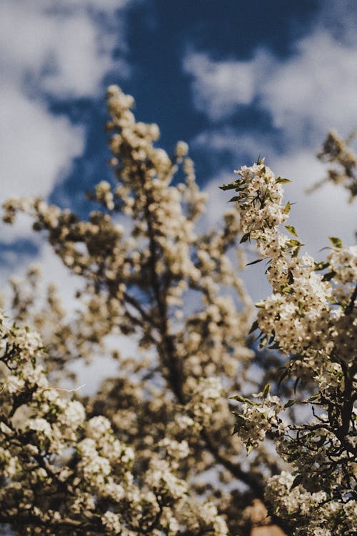 Free A close up of a tree with white flowers Stock Photo