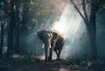 View of Elephant in Water