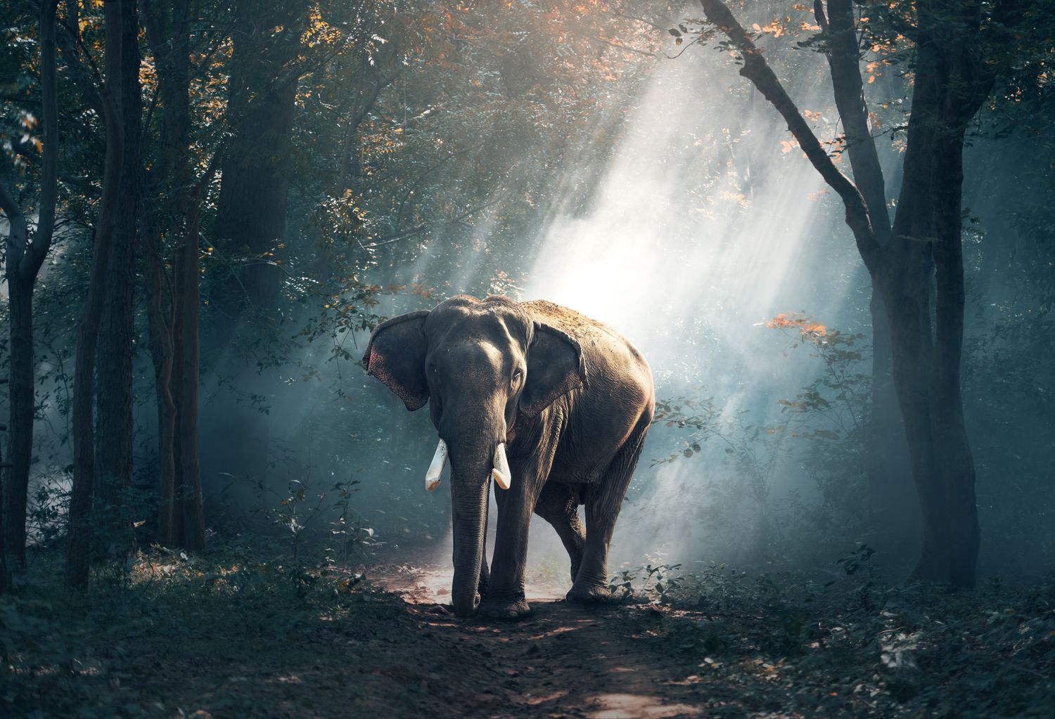 African elephant standing in open savannah during a road safari