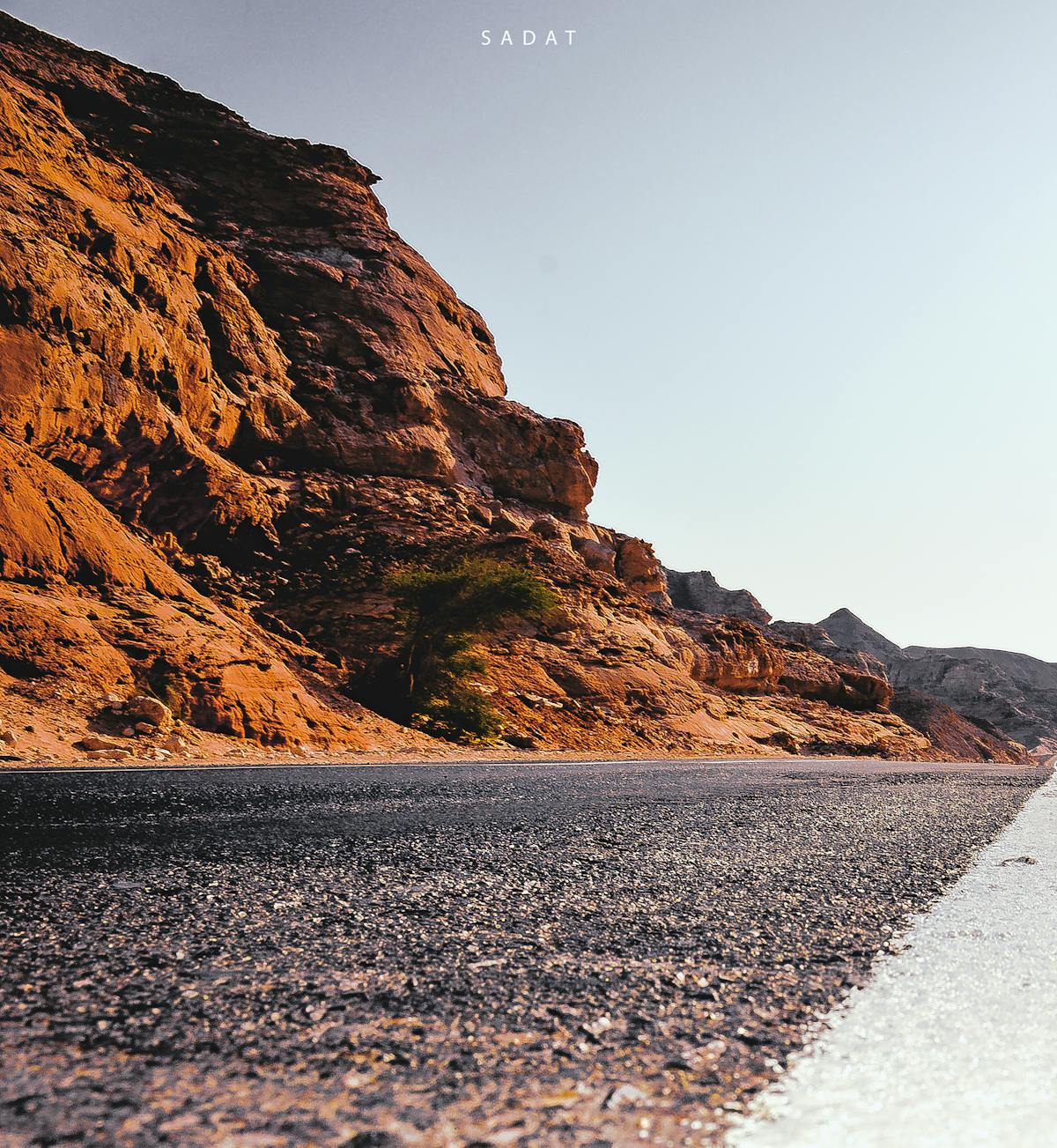 Wildlife Control in Palm Beach County: Raccoons, Opossums, and Armadillos