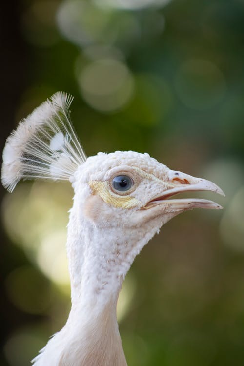 A close up of a white peacock with a long beak