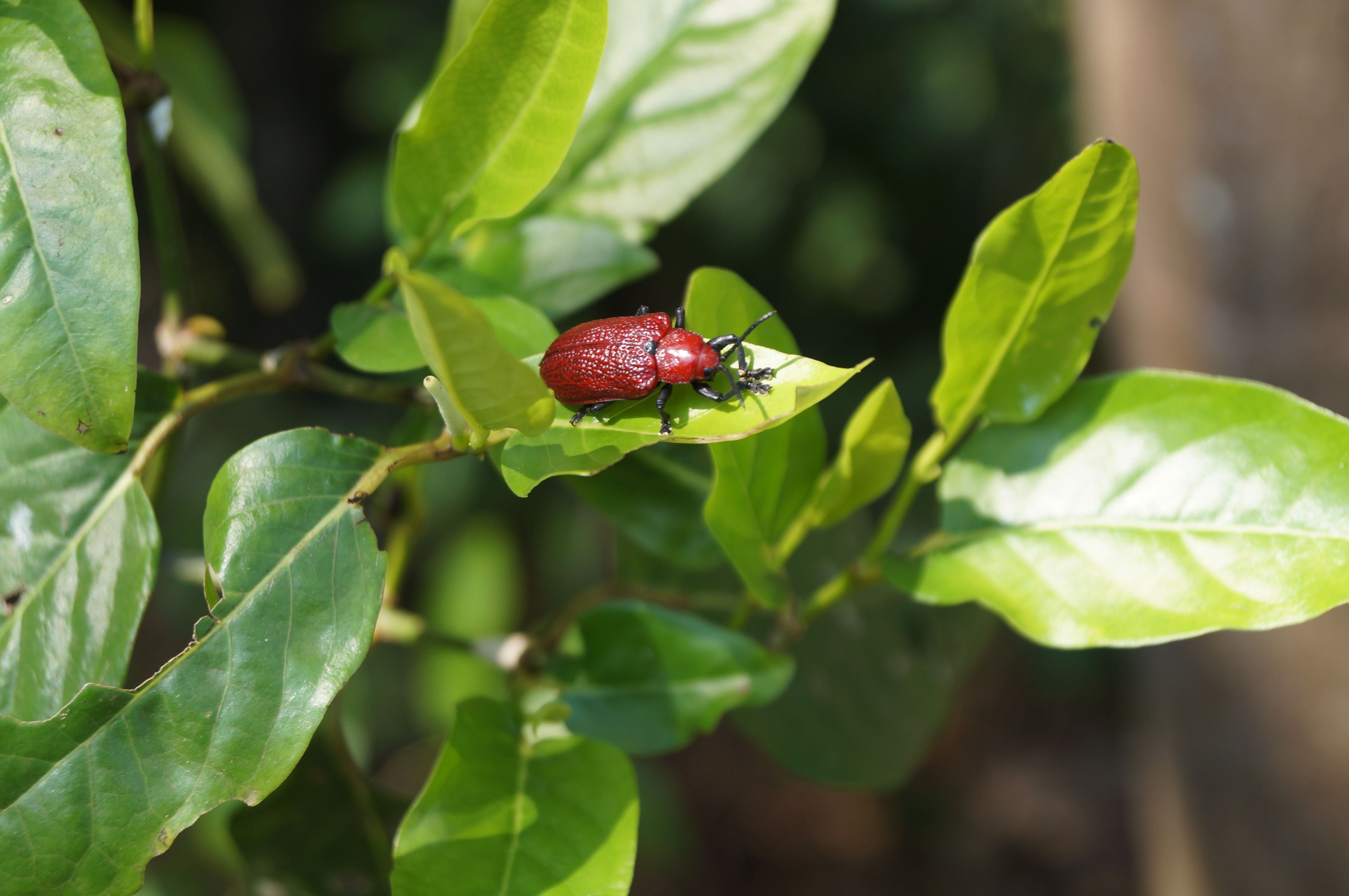 A red beetle sitting on top of a green leaf · Free Stock Photo
