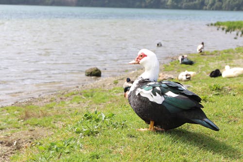 A duck is standing on the grass next to a lake