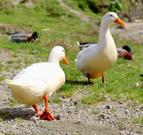Two ducks walking on a gravel path near some ducks