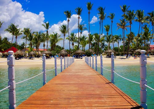 Vue Des Palmiers Sur La Plage