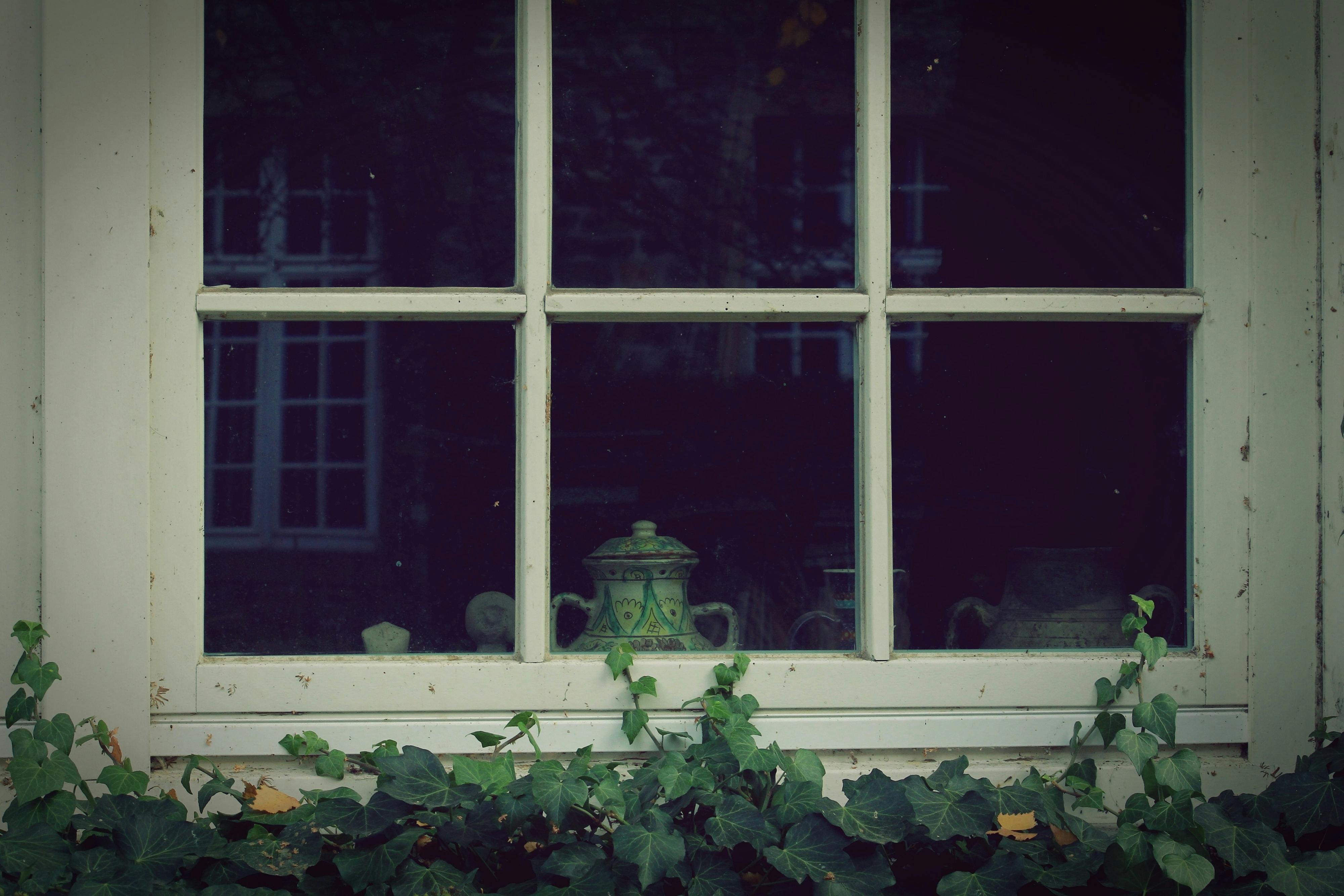 3 closed window pane slightly covered with green vines at house images free download