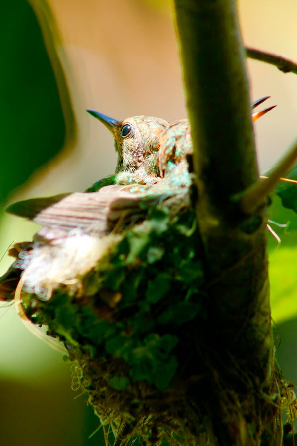 Горный источник воды в Сочи