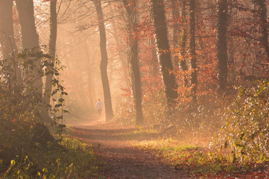 Morning Sunlight - The Foundation of Health