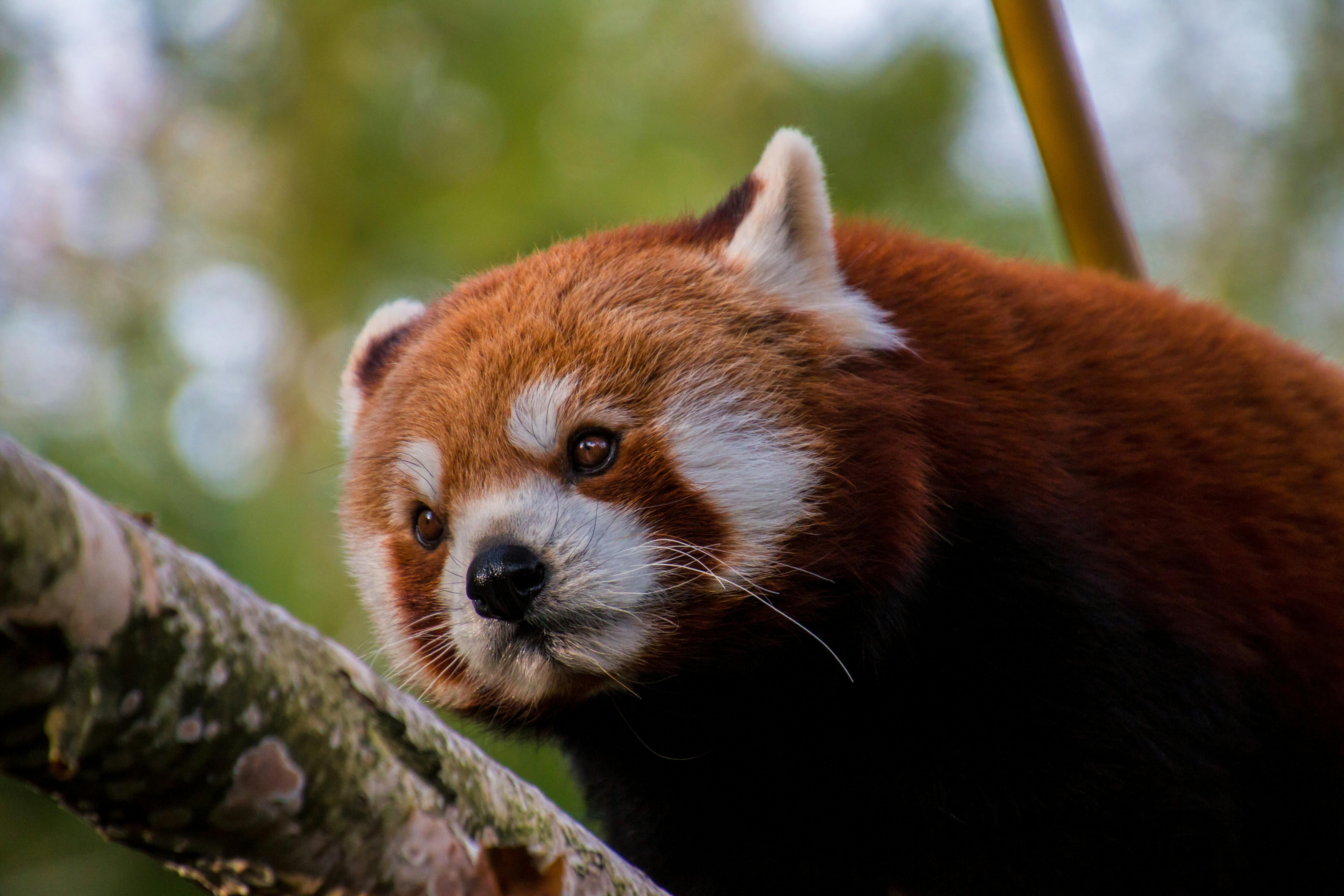 Red Panda on Brown Tree Trunk . Free Stock Photo5472 x 3648