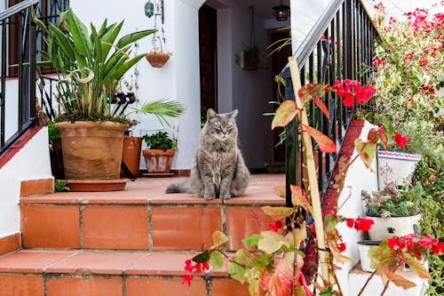 Free Photo of Cat Sitting by the Stairs Stock Photo