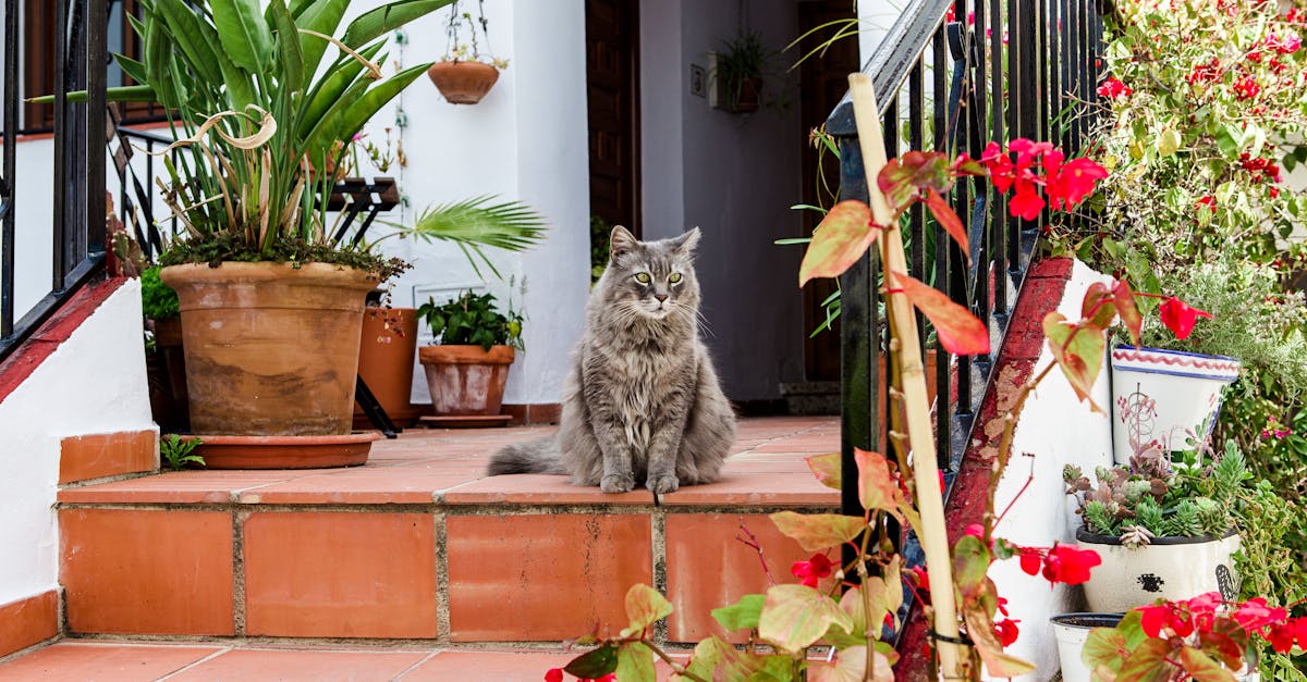 Photo of Cat Sitting by the Stairs