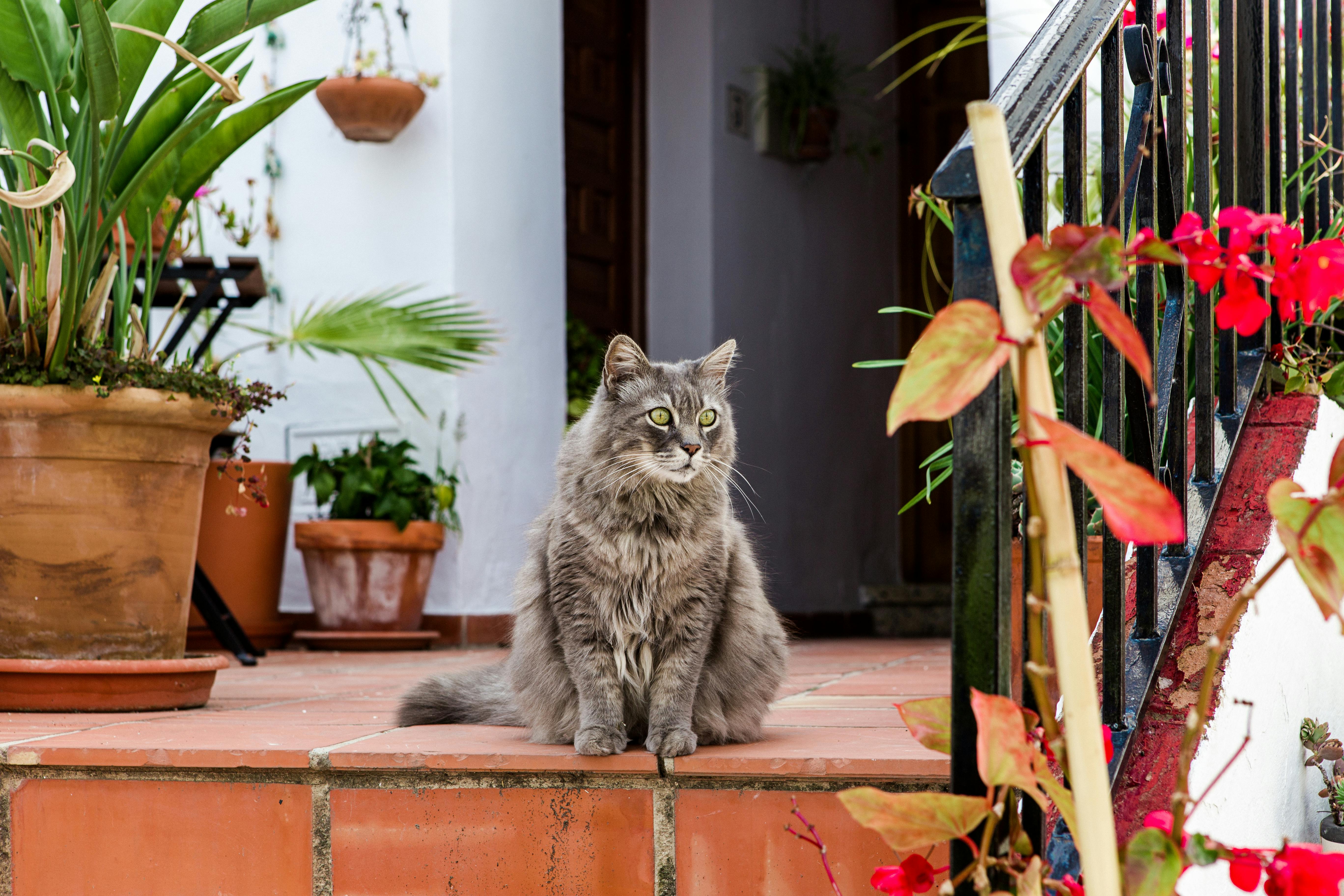 photo of gray long fur cat on floor next to potted flowers