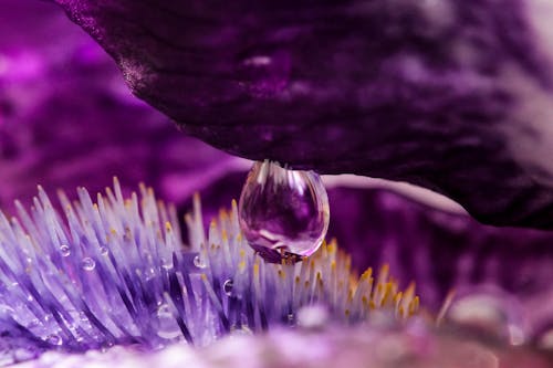 Крупный план фиолетовых цветов