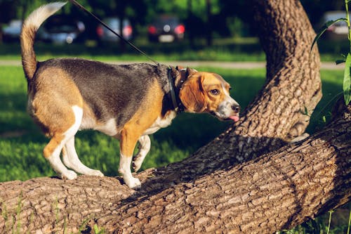 Free Photo of Dog on Tree Trunk Stock Photo