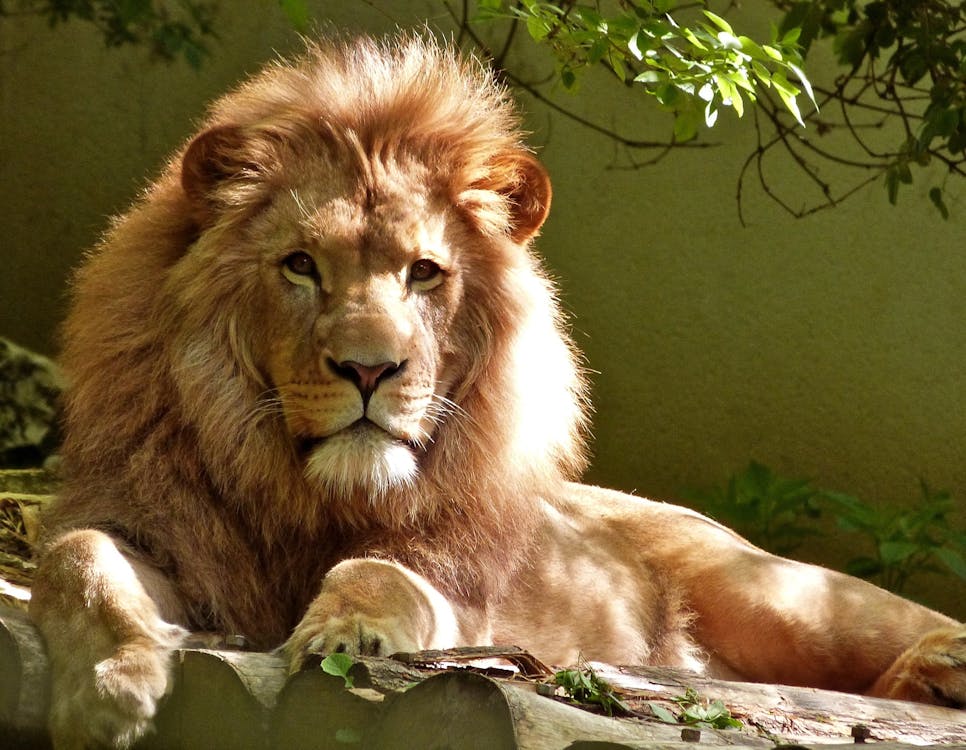 Close-up Portrait of Lion