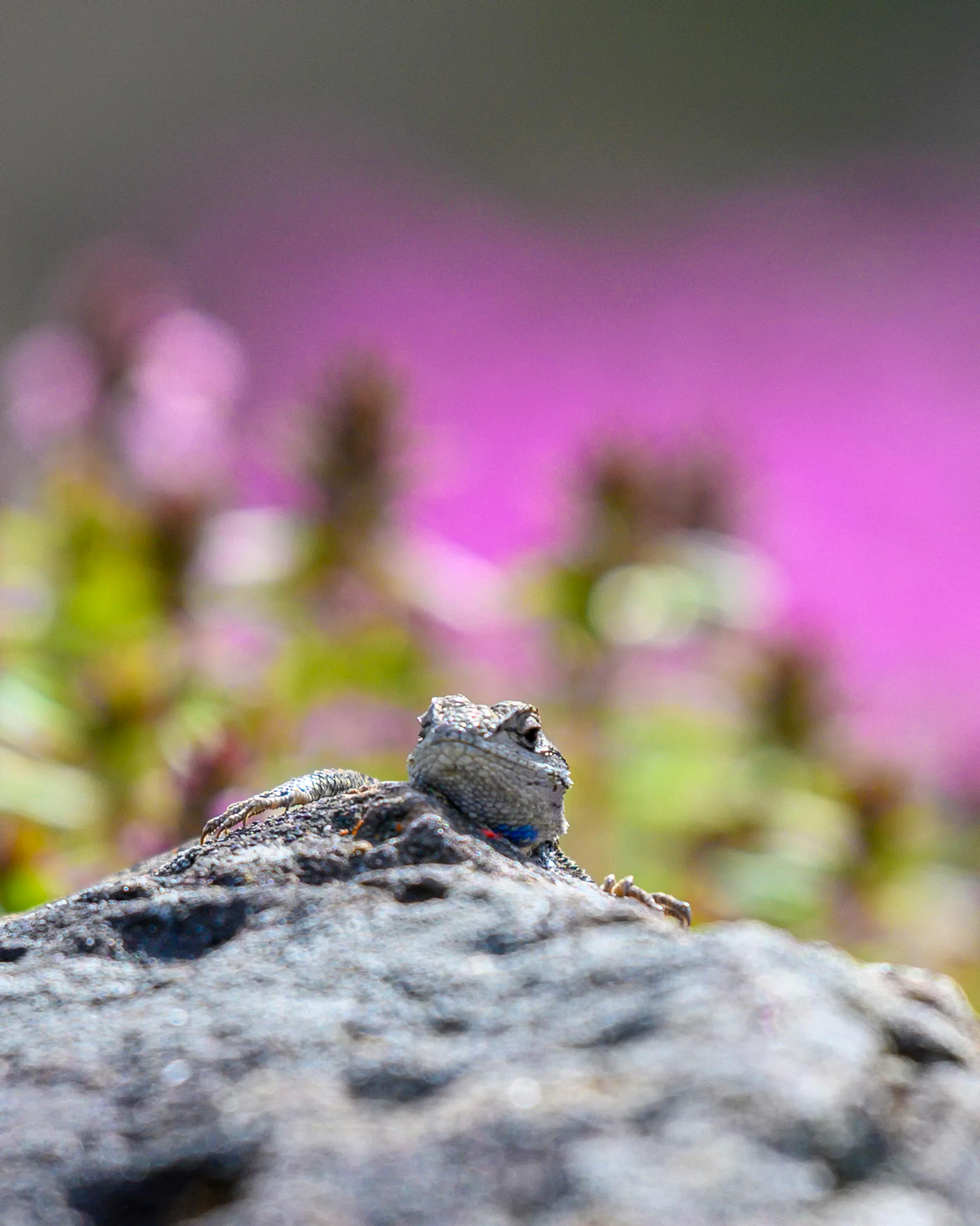 A close-up of a gray lizard on a rock with vibrant pink flowers in the background.