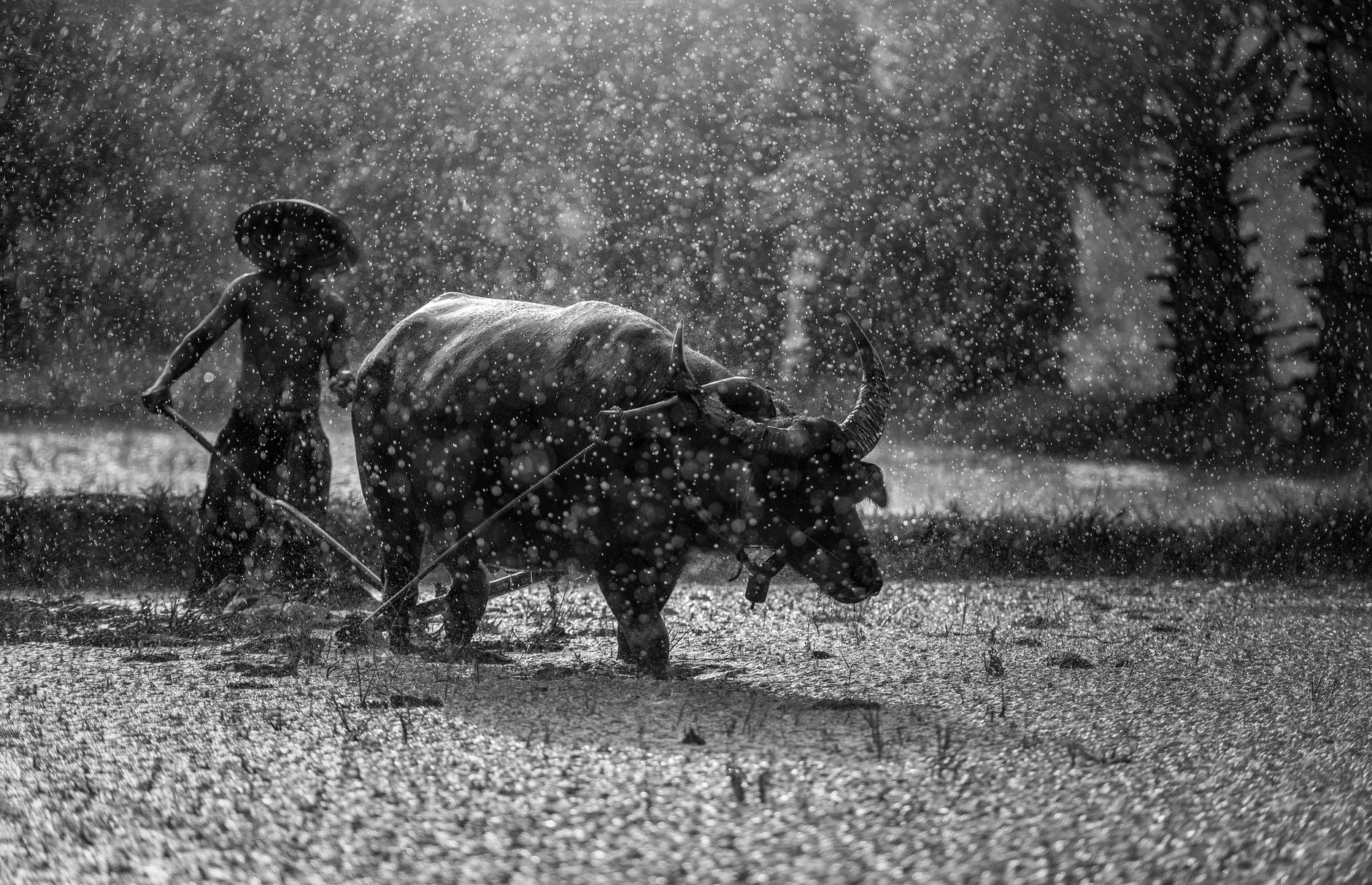Can You Catch a Cold from the Rain? Separating Fact from Fiction
