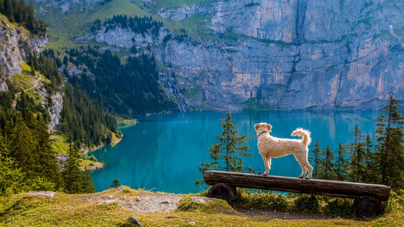 Dog sitting by a mountain lake