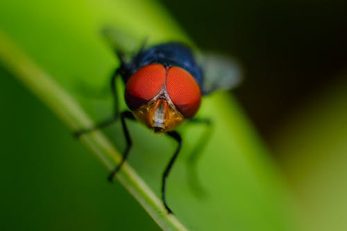 Macro Shot of Fly on Leaf