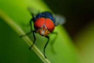 绿叶上栖息着一只红眼睛苍蝇的特写图像