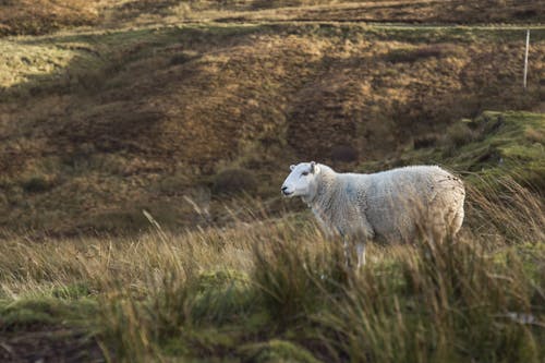 Free White Sheep Stock Photo