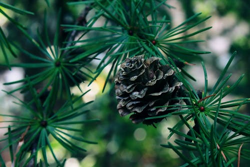 Close-up of an acorn