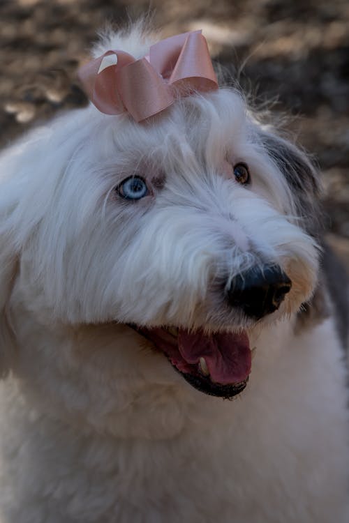 Free stock photo of big dog, dogs, fluffy dog