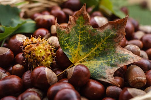 Donate Your Car >> Squirrel Eating Acorn · Free Stock Photo Donate Your Car >> Squirrel Eating Acorn · Free Stock Photo