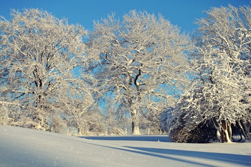겨울 동안 맑은 하늘에 대 한 나무