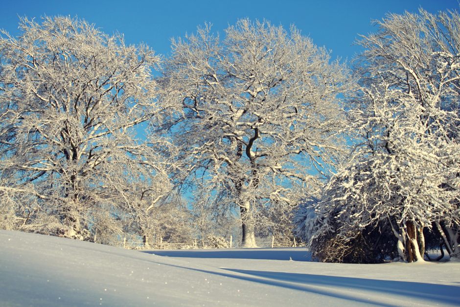 A serene winter landscape with snow-covered trees under a clear blue sky.