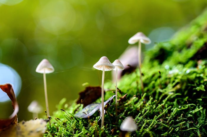 Mushrooms growing on a mossy forest floor
