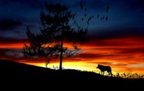 在日落时分的五彩天空下，狼与树形成了戏剧性的剪影