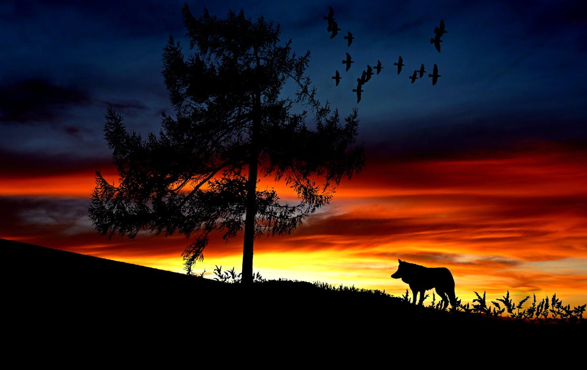 Kostenlos Schattenbildhund Auf Landschaft Gegen Romantischen Himmel Bei Sonnenuntergang Stock-Foto