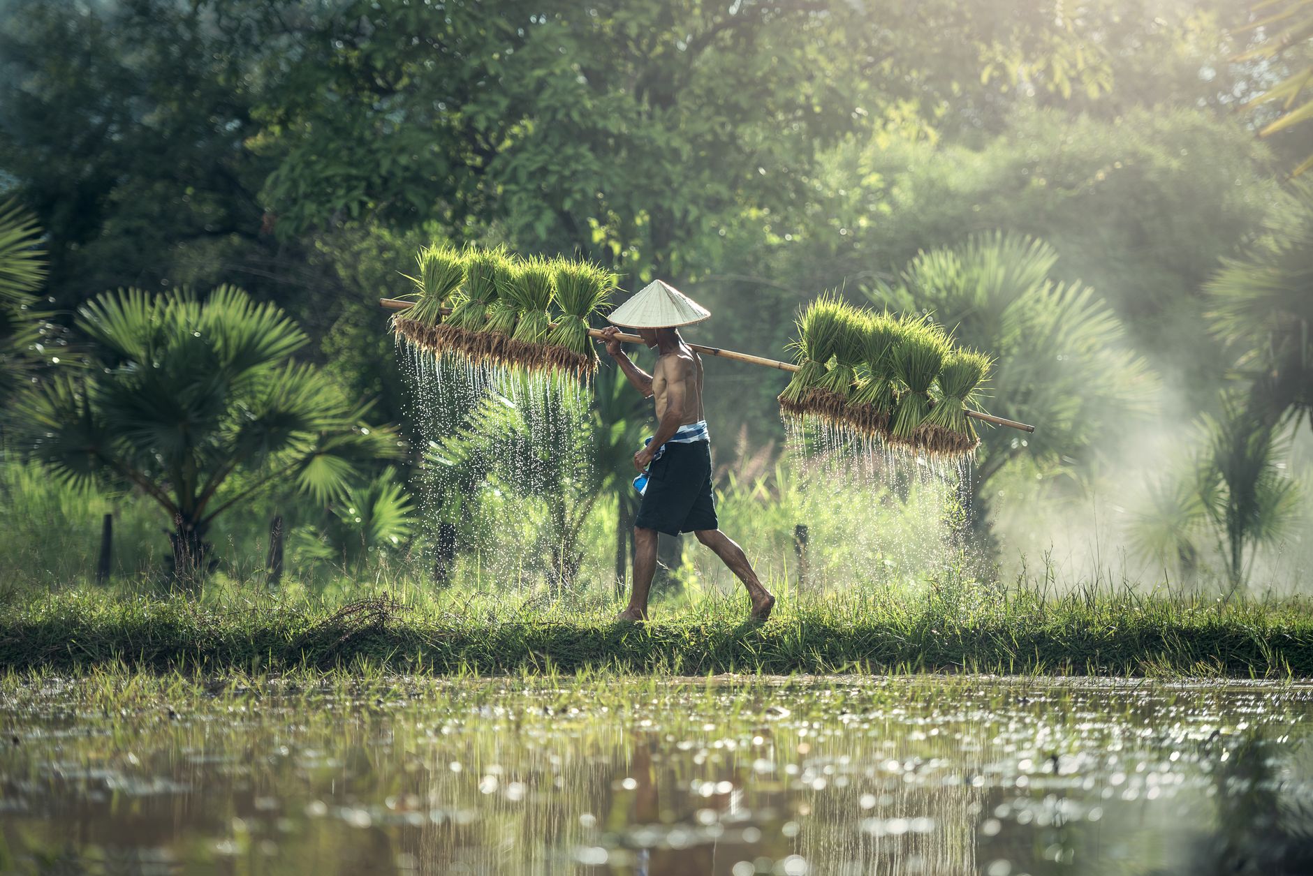 Forecast for a strong El Niño raises crop and food-supply worries across Asia