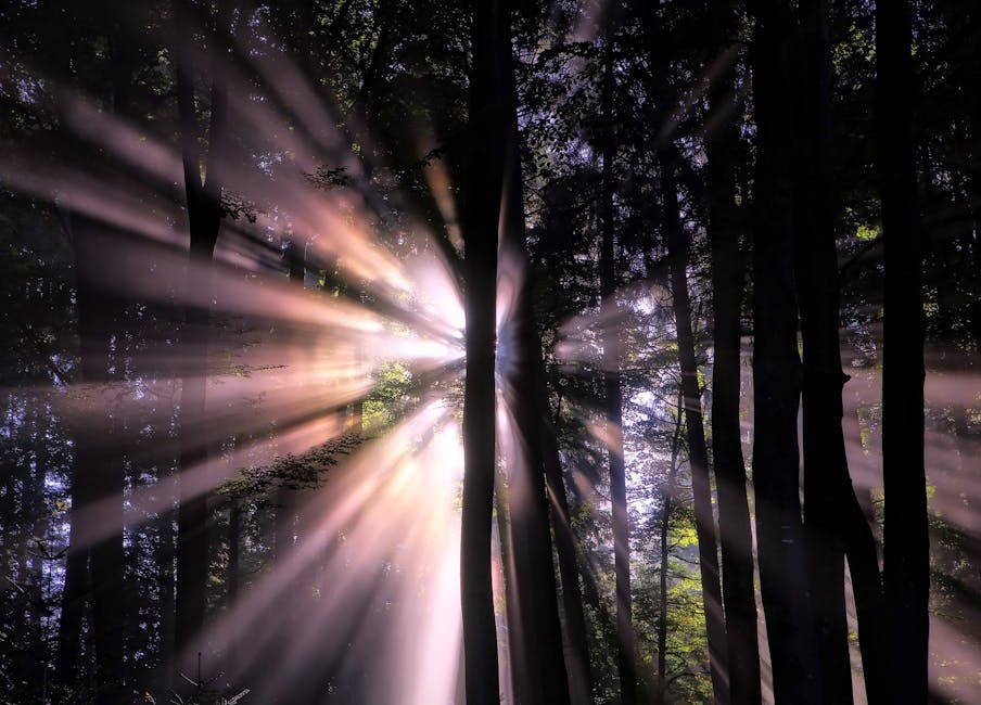 Sun Shining Through Trees at Night · Free Stock Photo Sun Shining Through Trees at Night · Free Stock Photo - 904 x 650 jpeg 74kB