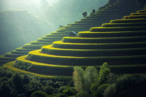 Scenic View of Rice Paddy
