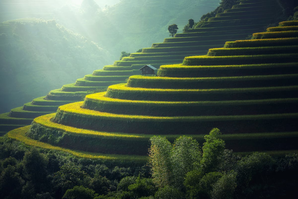 Bamboo forest symbolizing rapid, sustainable growth