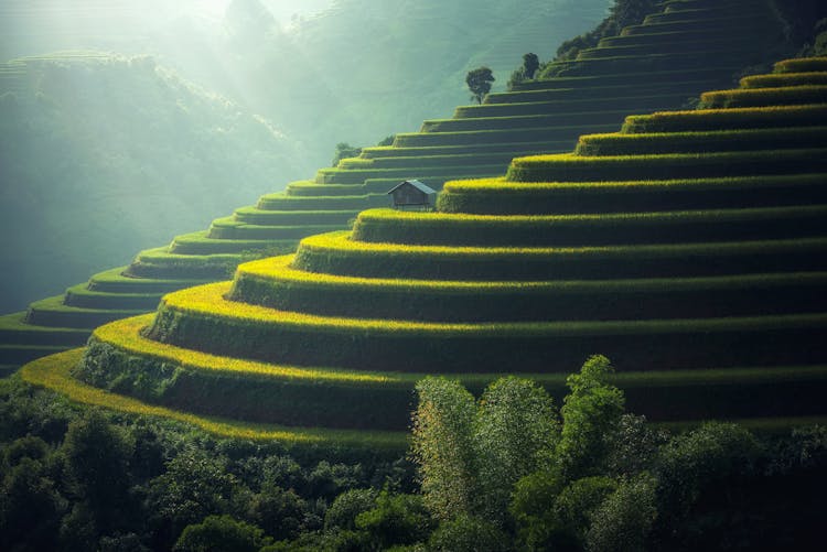 Scenic View Of Rice Paddy