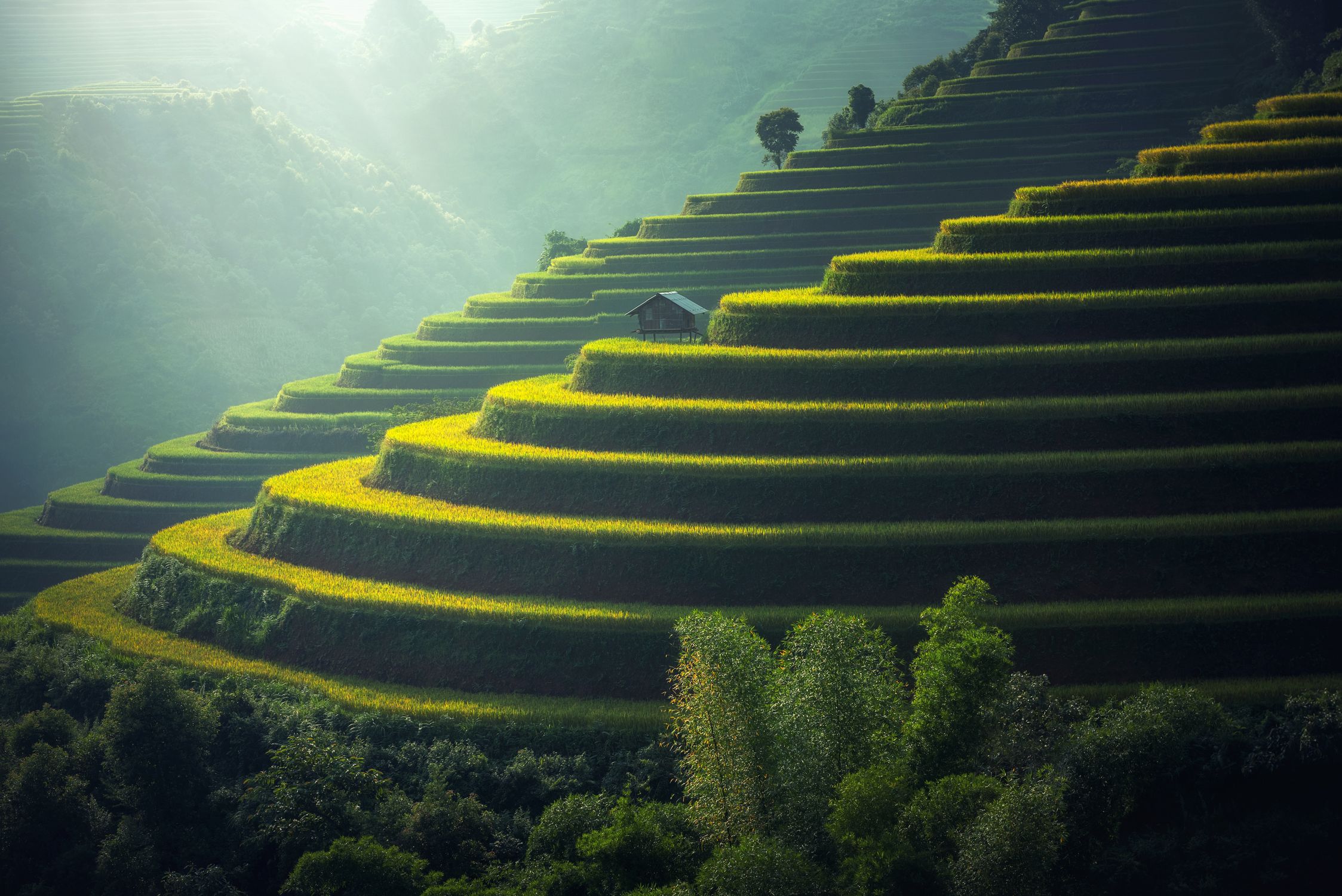 Scenic View of Rice Paddy · Free Stock Photo