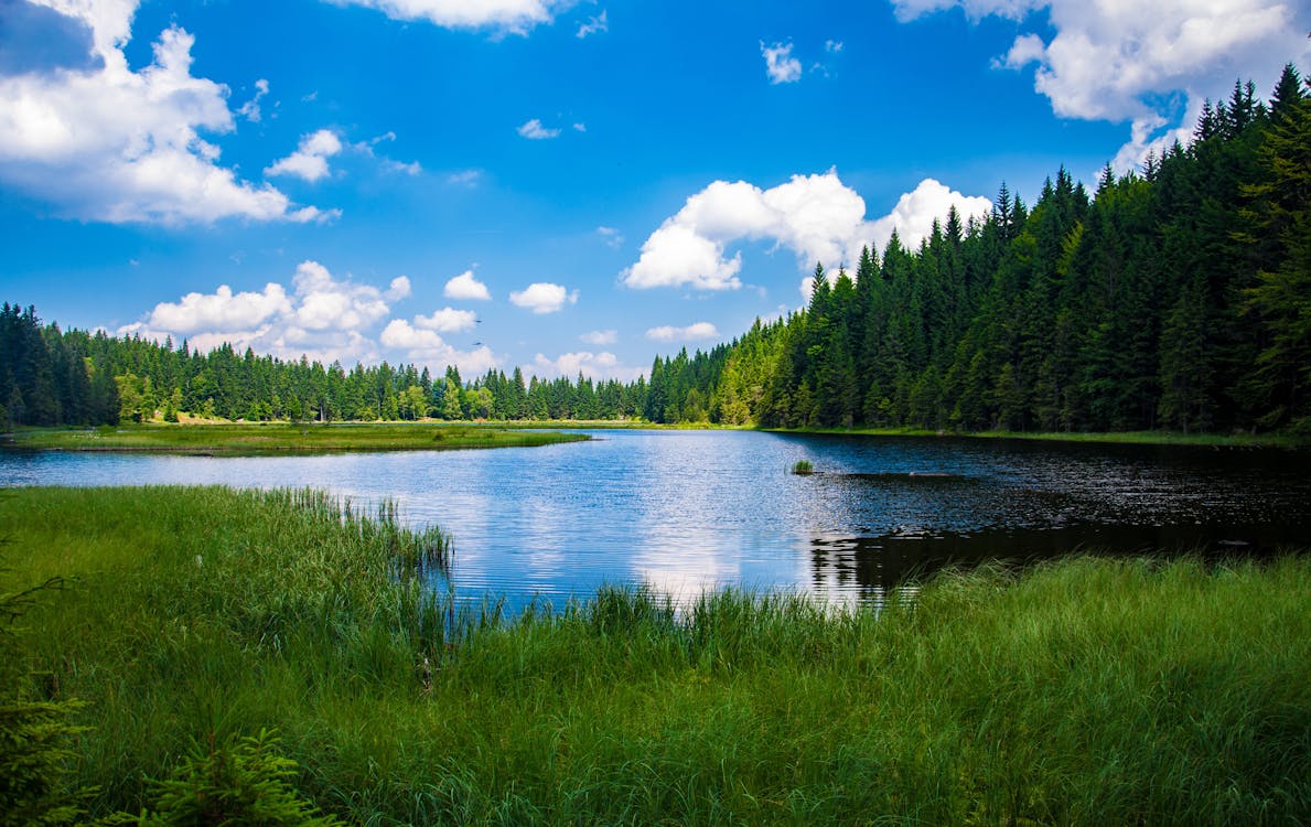 森の中の湖の美しい景色 無料の写真素材